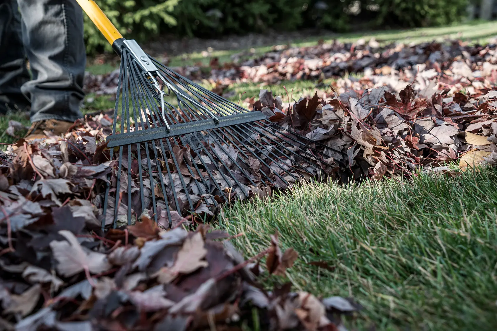 46 inch Fiberglass Handle 24-Tine Leaf Rake close up raking leaves in grass