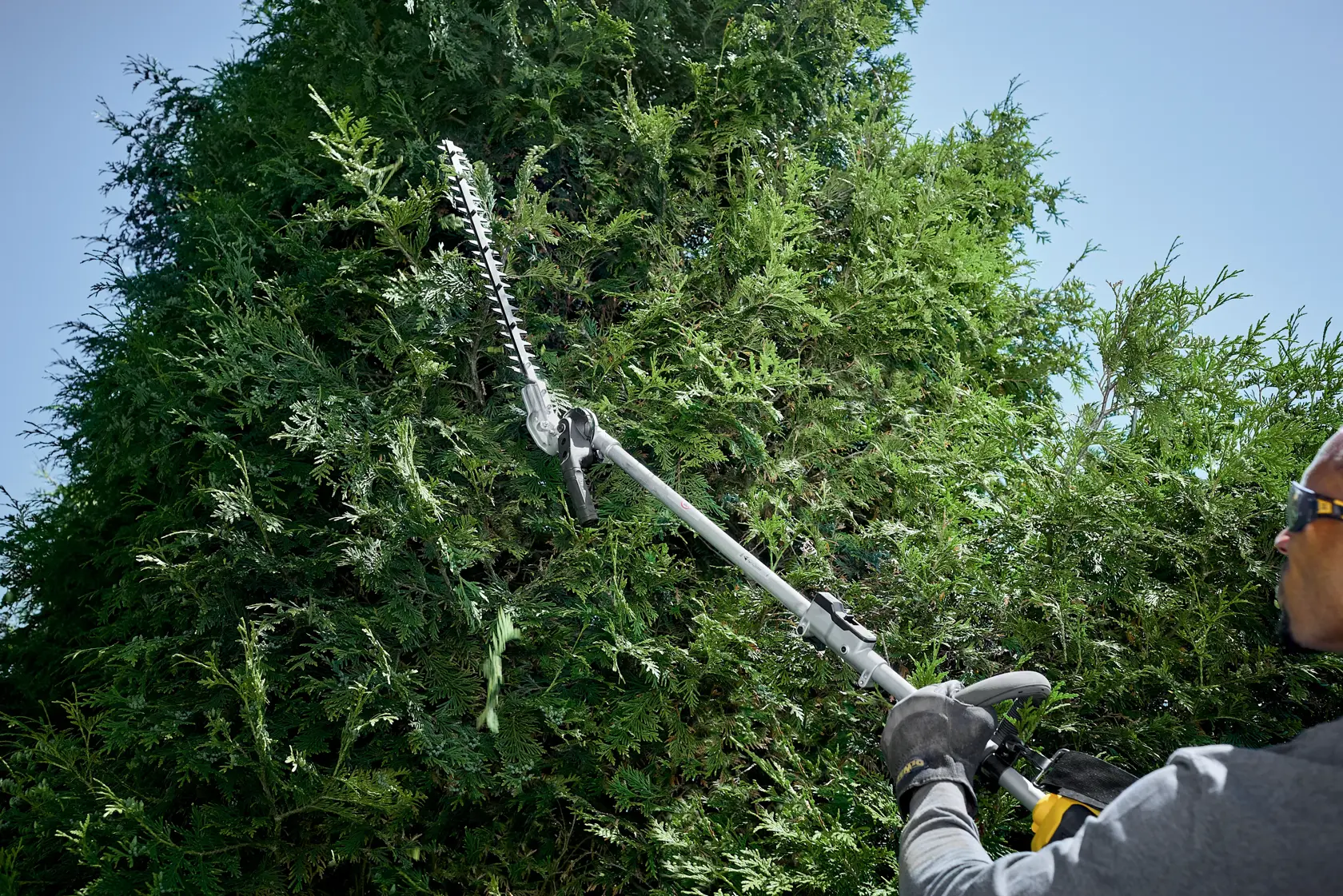 Person trims tall hedge with a DEWALT pole hedge trimmer outdoors under clear sky.
